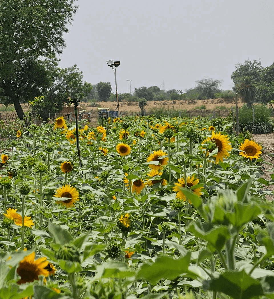 Sunflower Field